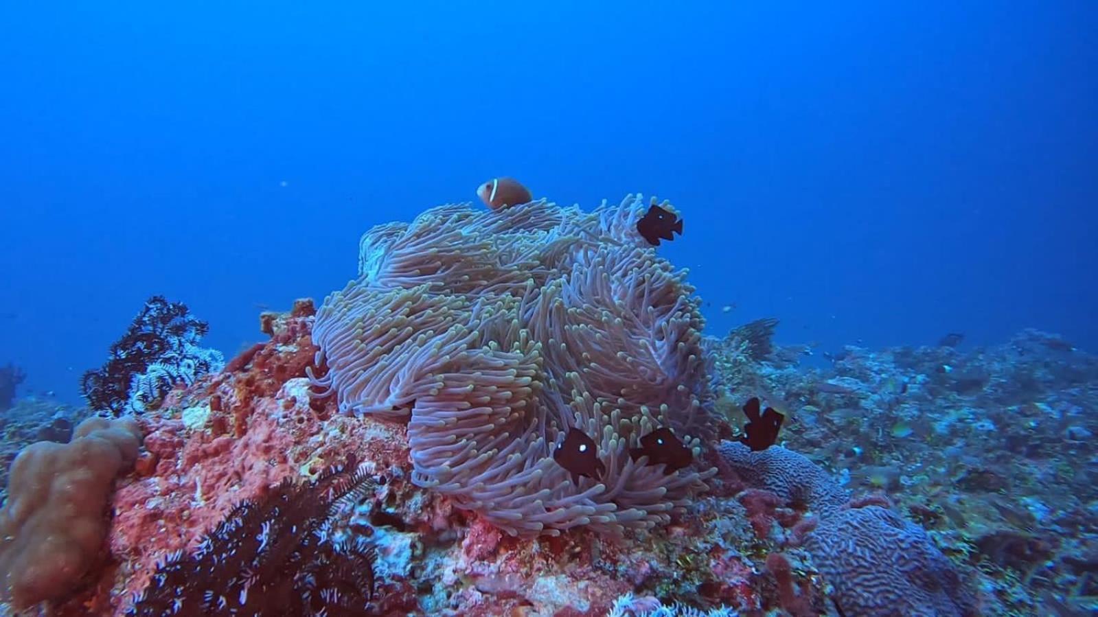 Rashuthere Maldives Rasdhoo Esterno foto